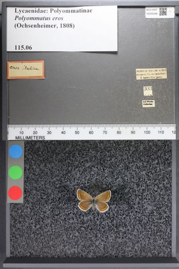 Media type: image;   Entomology 55354